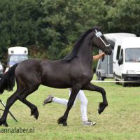 Diana Hinke fan de Mersken (Jehannes x Jisse)DSC 7423 7423