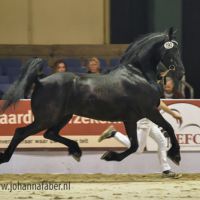 Ally oet Oale Kloosterveen (Olrik x Ulbert) 2378