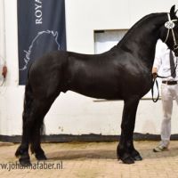 Aalderik van de Jonker (Jouwe x Jasper) 2341