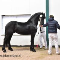 Adrian fan de Mersken (Jehannes x Jisse) 2439