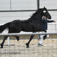 Age van de Demro Stables (Tsjalle x Maurus) 6172