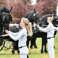 Algemeen grooms  3384