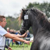 Afke van de pole (Uldrik 457 x Onne 376) 6265