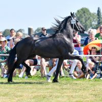 Ester van de Marne (Jehannes 484 x Norbert 444) 4646