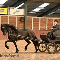 Cato fan de Groenesteegh (Epke 474 x Tije 401) met Henk Hammers 2378 20230126