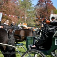 Algemeen Shetlanders 1216 20250426