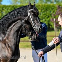 Dex fan 'e Ridderdijk (Kanne 534 x Wytse 462) 1460 20250510